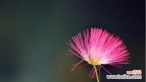 探寻生命的真谛与意义 以百合花为主题的生命花语