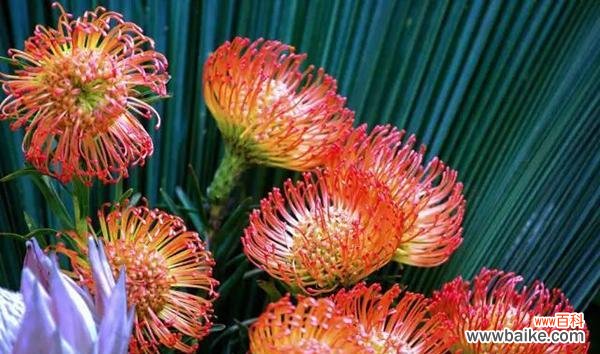 揭示胜利之花的意义与象征 胜利花园