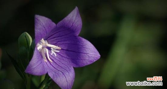 探寻失望之花的深层含义 花语失望之花的情感漫游