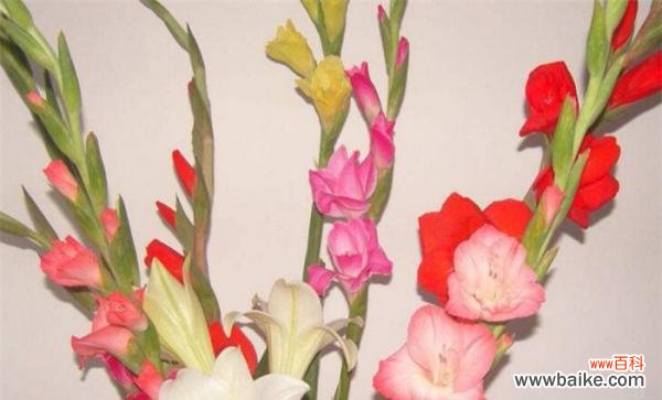 探寻剑兰花的象征与美学 剑兰花的寓意与意义