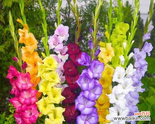 探寻剑兰花的象征与美学 剑兰花的寓意与意义