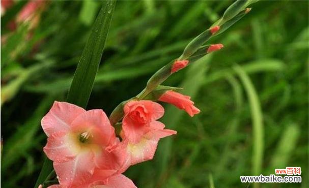 探寻剑兰花的象征与美学 剑兰花的寓意与意义