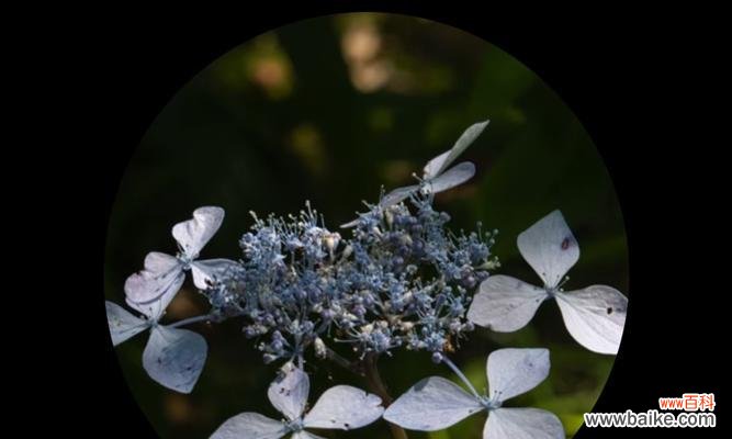 探索花的真正含义与暗示 花花语的背叛之谜
