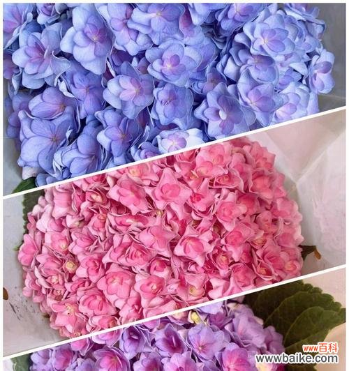 探索花的真正含义与暗示 花花语的背叛之谜