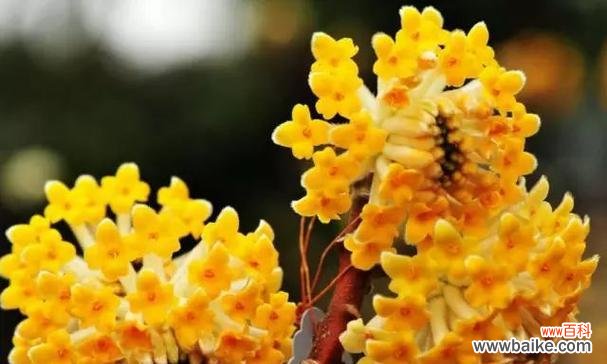 探究以结香花的象征与内涵 以结香花的寓意是什么