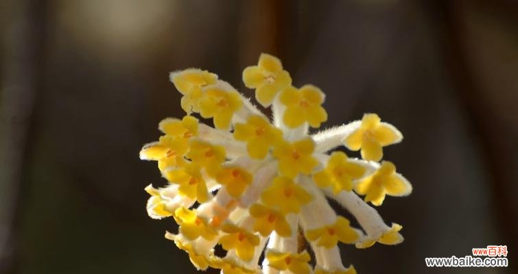 探究以结香花的象征与内涵 以结香花的寓意是什么