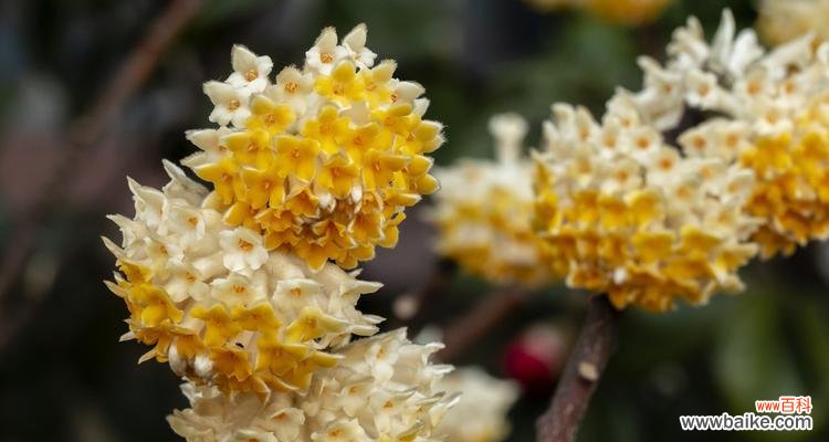 揭开结香花的神秘面纱 结香花的寓意和风水
