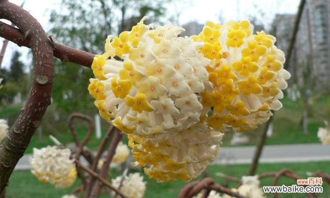 揭开结香花的神秘面纱 结香花的寓意和风水