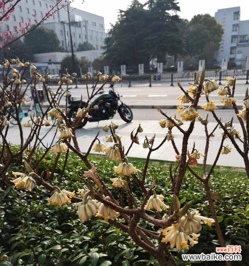 揭开结香花的神秘面纱 结香花的寓意和风水