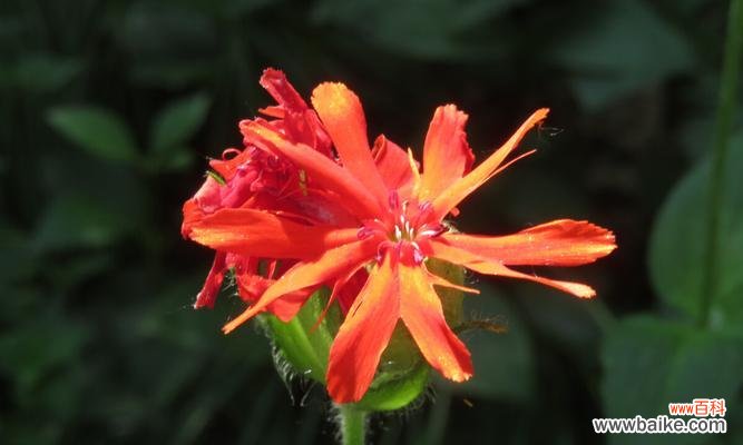 秋萝花语 剪秋萝，传承千年芬芳