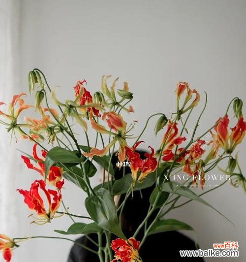 探寻嘉兰花语背后的深意 嘉兰花语