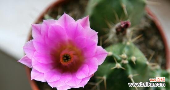 探究仙人球开花的象征意义 家里仙人球开花的寓意是什么