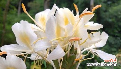 揭示姜花的象征意义及文化内涵 姜花的花语和寓意