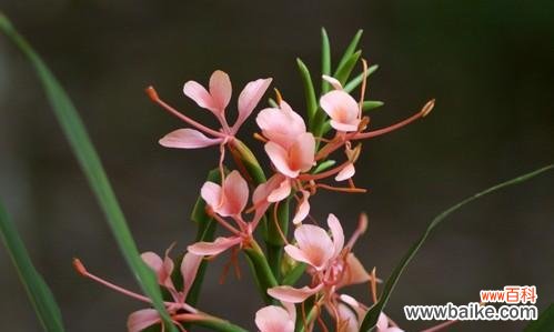 探索姜花的神秘花语 姜花花语的传递与意义