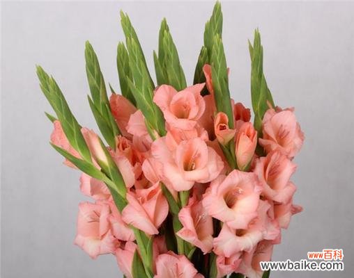 探索剑兰花的深刻象征与美丽意义 剑兰花的花语与意义