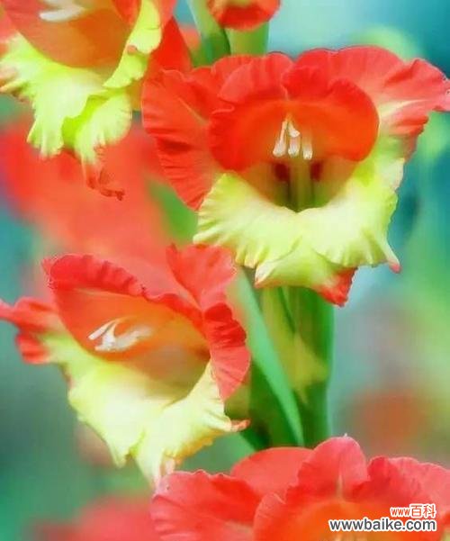 探索剑兰花的深刻象征与美丽意义 剑兰花的花语与意义