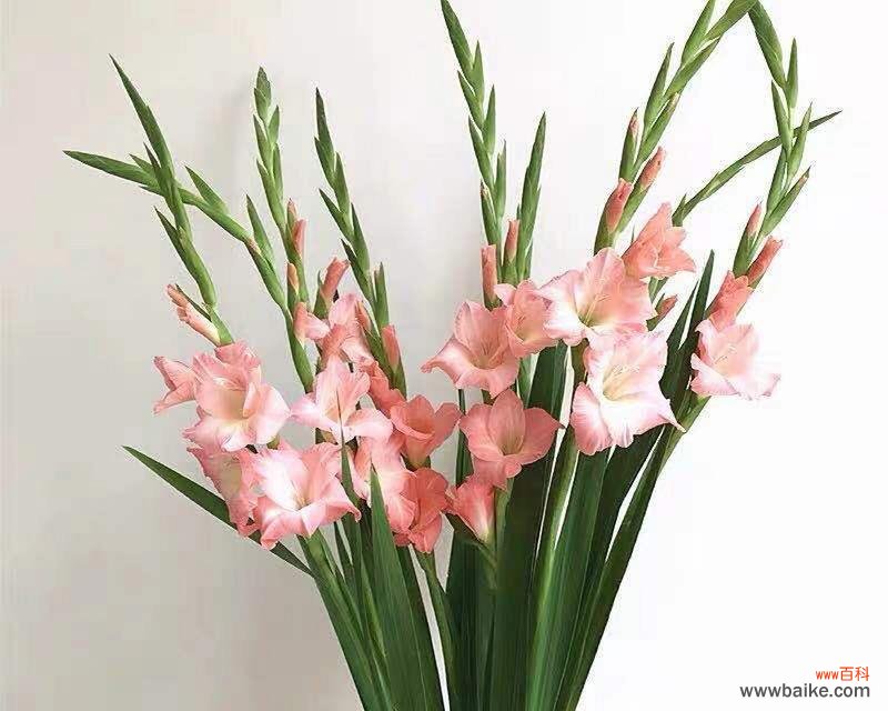 探索剑兰花的深刻象征与美丽意义 剑兰花的花语与意义