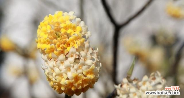 传承千年的花语之谜与美丽传说 以结香之花语和传说故事