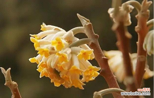 传承千年的花语之谜与美丽传说 以结香之花语和传说故事