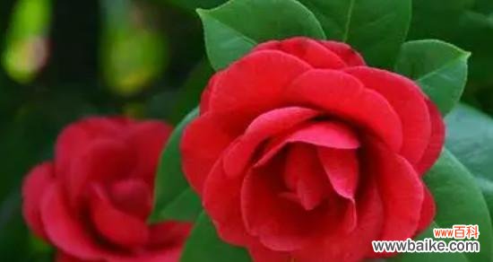 揭秘百合花语的深意 用百合花的花语诠释守护的爱