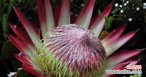 揭示生与死之间的神秘纽带 生命终曲