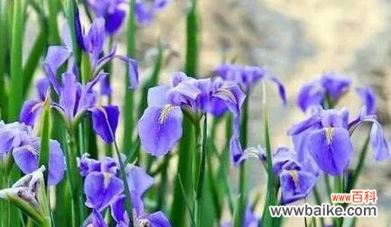 用红玫瑰传递思念之情 思念之花