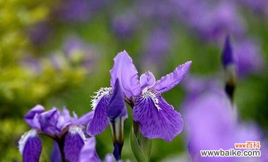 用红玫瑰传递思念之情 思念之花