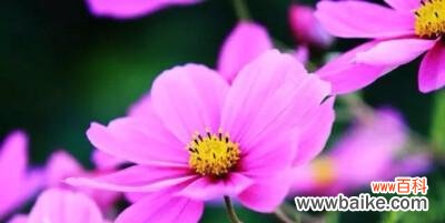 探索不同花卉的甜蜜花语 甜蜜花语之以什么花的花语最甜蜜