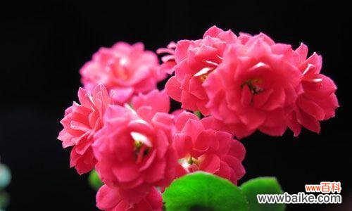 探索不同花卉的甜蜜花语 甜蜜花语之以什么花的花语最甜蜜