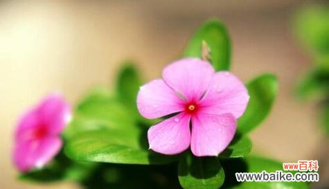 向日葵的花语传递快乐与幸福 幸福绽放——以向日葵的花语为主题的文章