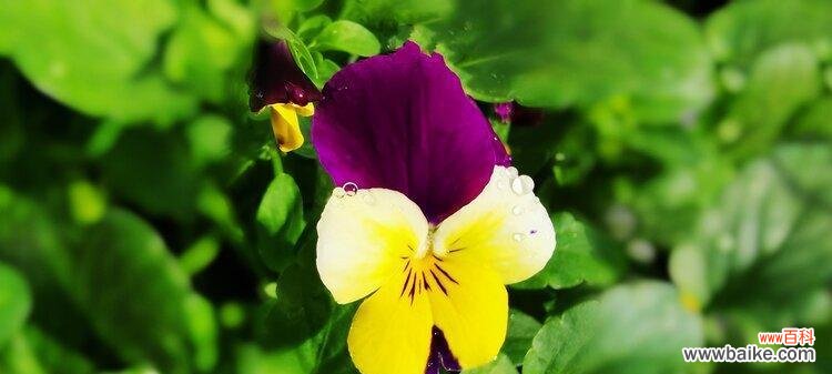 向日葵的花语传递快乐与幸福 幸福绽放——以向日葵的花语为主题的文章