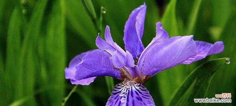 挽回爱情的秘籍与技巧 以红玫瑰为花语的挽回之道