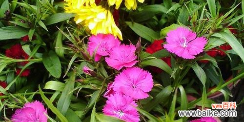 挽回爱情的秘籍与技巧 以红玫瑰为花语的挽回之道