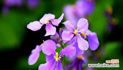 唤醒爱的深情 用百合花诉说挽留之情