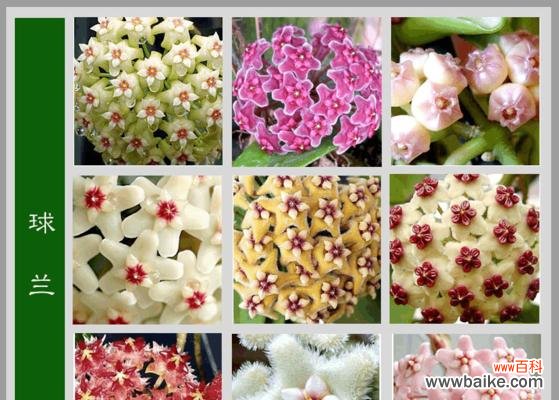 探索桔梗花的花语,了解其中的秘密 绿色桔梗花语及其意义解析