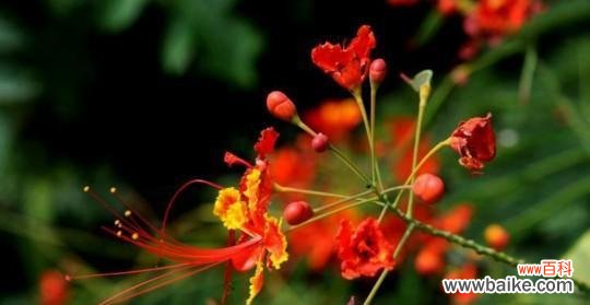 解析金凤花的象征意义与用途 金凤花的寓意及文化价值