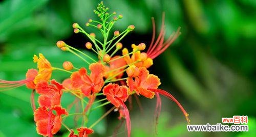 解析金凤花的象征意义与用途 金凤花的寓意及文化价值