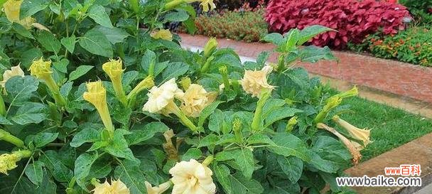 探寻金色曼陀罗花的花语及象征意义 金色曼陀罗花语