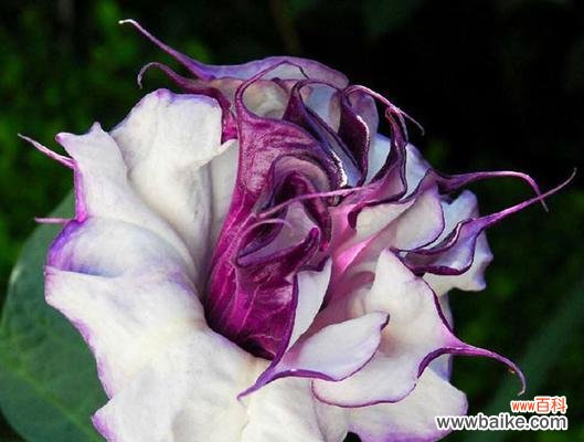 探寻金色曼陀罗花的花语及象征意义 金色曼陀罗花语