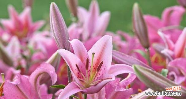 探索金百合花的美丽花语 金百合花语和寓意的解读