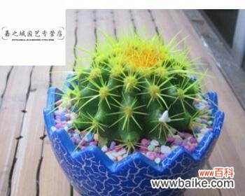 探索金虎仙人球的寓意与魅力 金虎仙人球——传递生命力的奇迹