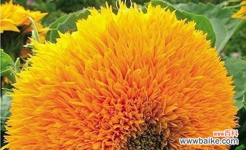 金缕梅的含义 金缕梅花语