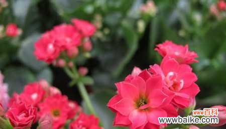 金缕梅的含义 金缕梅花语