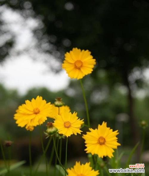 探寻金鸡菊的丰富花语 金鸡菊花语的含义与传说
