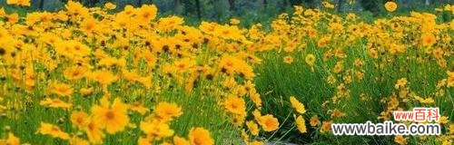 探寻金鸡菊的丰富花语 金鸡菊花语的含义与传说