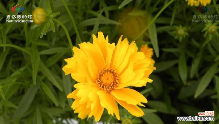 探寻金鸡菊的丰富花语 金鸡菊花语的含义与传说