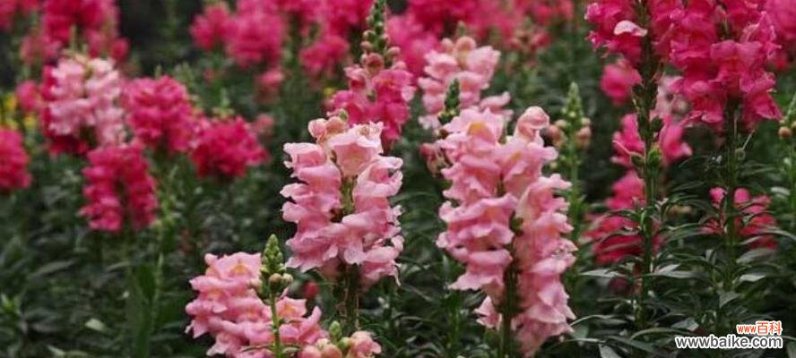 探寻金鱼草的花语之美 金鱼草的花语与美丽传说