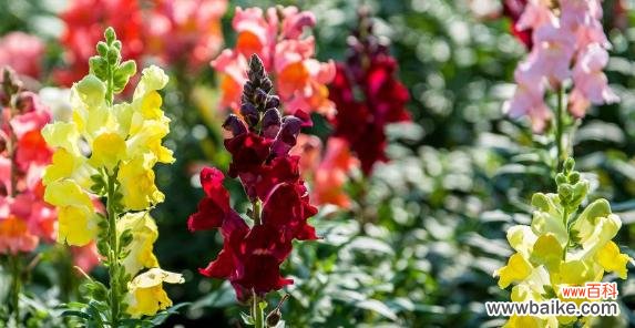 探寻金鱼草的花语之美 金鱼草的花语与美丽传说