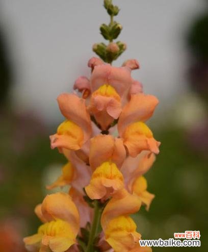 探寻金鱼草的花语之美 金鱼草的花语与美丽传说