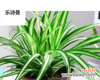 生命之力的永恒呈现 金心吊兰的寓意与象征